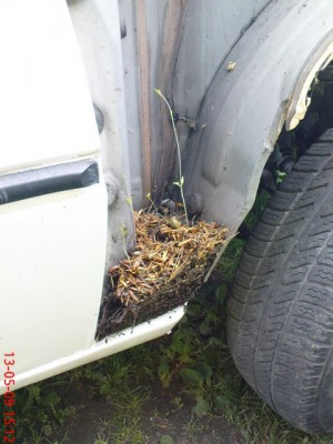 DSC00477.JPG (75.56 KiB) Przejrzano 5872 razy nasze drzewko :)