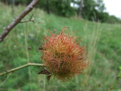 DSCF6962m.jpg