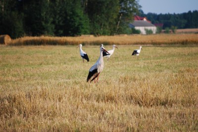 boćki