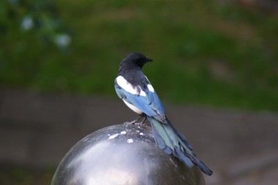 DSC09320.JPG