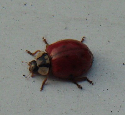 Obraz 003.jpg