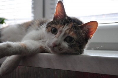 DSC_0012.JPG (180.48 KiB) Przejrzano 6861 razy DSC_0012.JPG