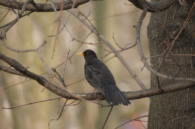 DSC00746.JPG (225.53 KiB) Przejrzano 6679 razy DSC00746.JPG