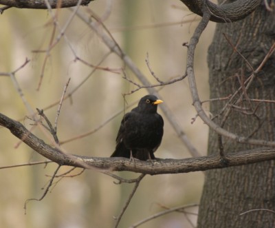 DSC00740.JPG (223.69 KiB) Przejrzano 6675 razy DSC00740.JPG