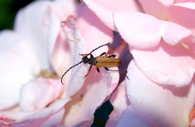 DSC_7586.JPG