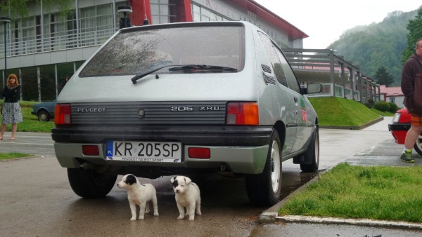 Motel Predejane, Serbia. Pug jako schronienie dla bezpańskich szczeniaków