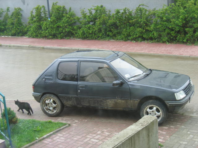 pugi 001.jpg